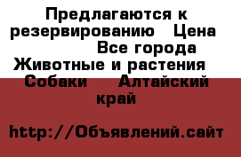 Предлагаются к резервированию › Цена ­ 16 000 - Все города Животные и растения » Собаки   . Алтайский край